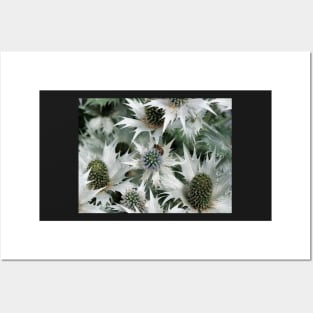Eryngium giganteum 'Silver Ghost' giant sea holly and a bee Posters and Art
